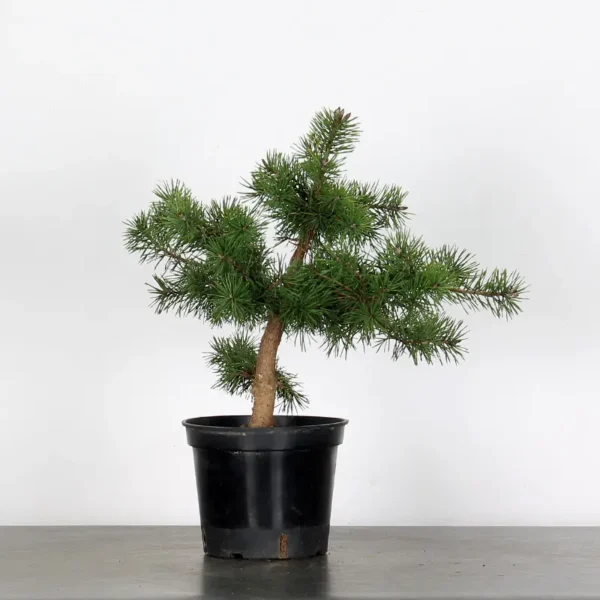 Pre-Bonsai Pinus sylvestris – 5 Years Old | Outdoor Evergreen Scots Pine