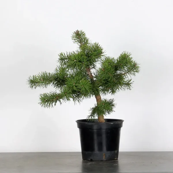 Pre-Bonsai Pinus sylvestris – 5 Years Old | Outdoor Evergreen Scots Pine - Image 2