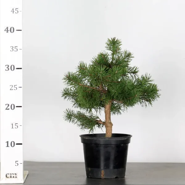 Pre-Bonsai Pinus sylvestris – 5 Years Old | Outdoor Evergreen Scots Pine - Image 3