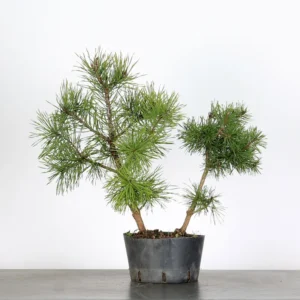 Pre-Bonsai Pinus sylvestris – 5 Years Old | Outdoor Evergreen Scots Pine
