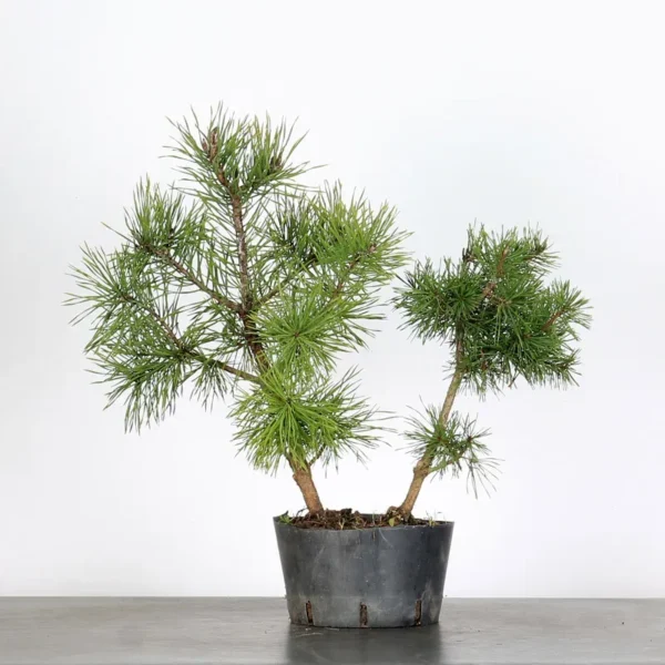 Pre-Bonsai Pinus sylvestris – 5 Years Old | Outdoor Evergreen Scots Pine