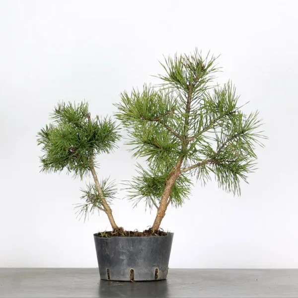 Pre-Bonsai Pinus sylvestris – 5 Years Old | Outdoor Evergreen Scots Pine - Image 2