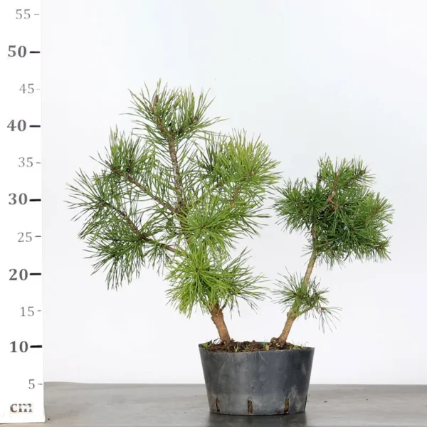 Pre-Bonsai Pinus sylvestris – 5 Years Old | Outdoor Evergreen Scots Pine - Image 3