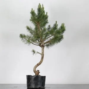Pre-Bonsai Pinus sylvestris – 15 Years Old | Mature Outdoor Scots Pine to Shape