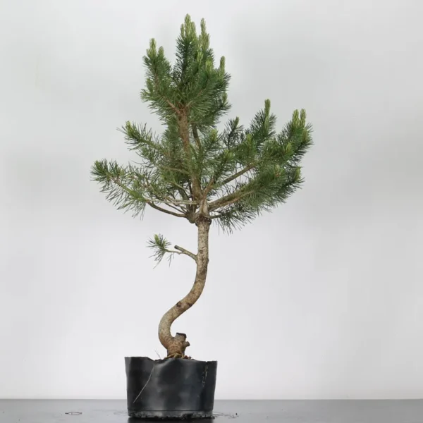 Pre-Bonsai Pinus sylvestris – 15 Years Old | Mature Outdoor Scots Pine to Shape