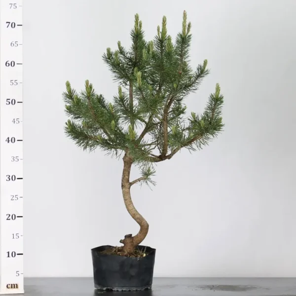 Pre-Bonsai Pinus sylvestris – 15 Years Old | Mature Outdoor Scots Pine to Shape - Image 3
