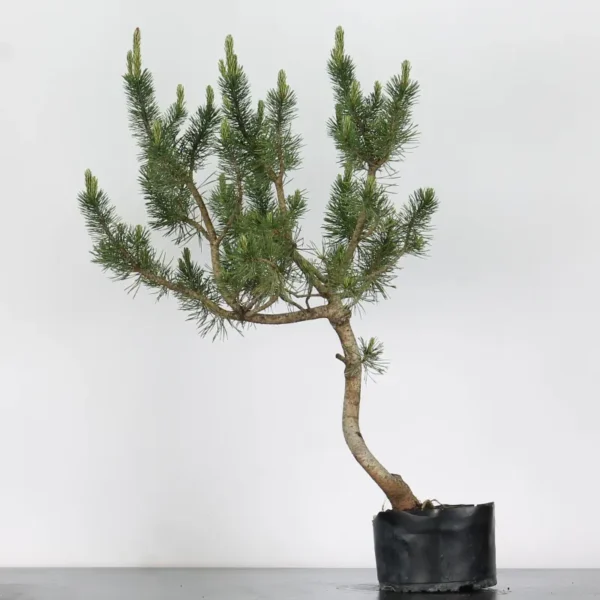 Pre-Bonsai Pinus sylvestris – 15 Years Old | Mature Outdoor Scots Pine to Shape - Image 2