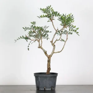 Mastic Tree Bonsai – Pistacia lentiscus | 15 Years Old | Evergreen Mediterranean Bonsai