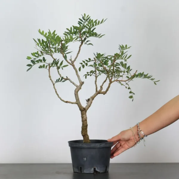 Mastic Tree Bonsai – Pistacia lentiscus | 15 Years Old | Evergreen Mediterranean Bonsai - Image 2