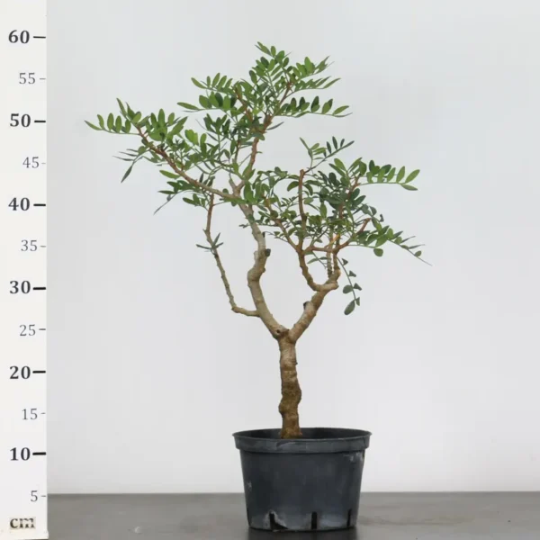 Mastic Tree Bonsai – Pistacia lentiscus | 15 Years Old | Evergreen Mediterranean Bonsai - Image 3