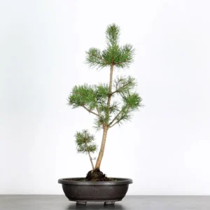Scots Pine Prebonsai – Pinus sylvestris | 8 Years Old | Outdoor All Year Round