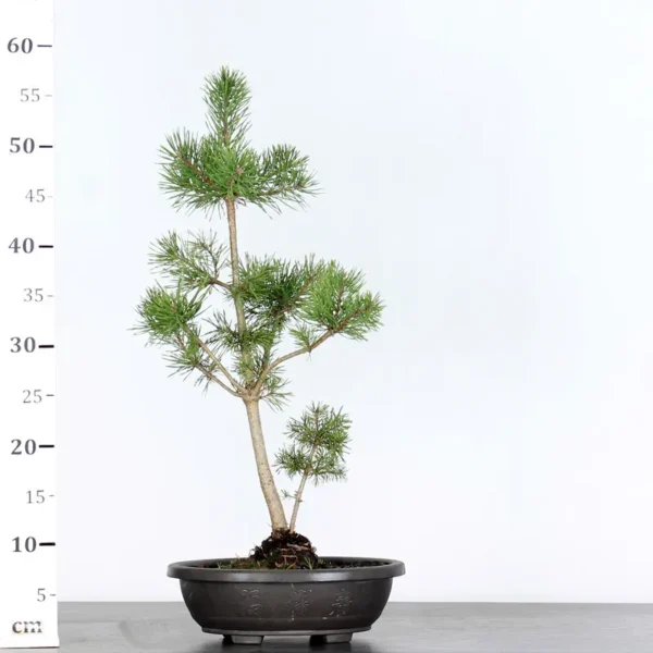 Scots Pine Prebonsai – Pinus sylvestris | 8 Years Old | Outdoor All Year Round - Image 3