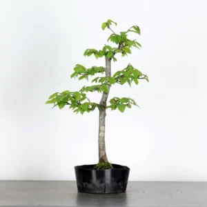 Hornbeam Bonsai – Carpinus | 15 Years Old | Outdoor Deciduous Bonsai