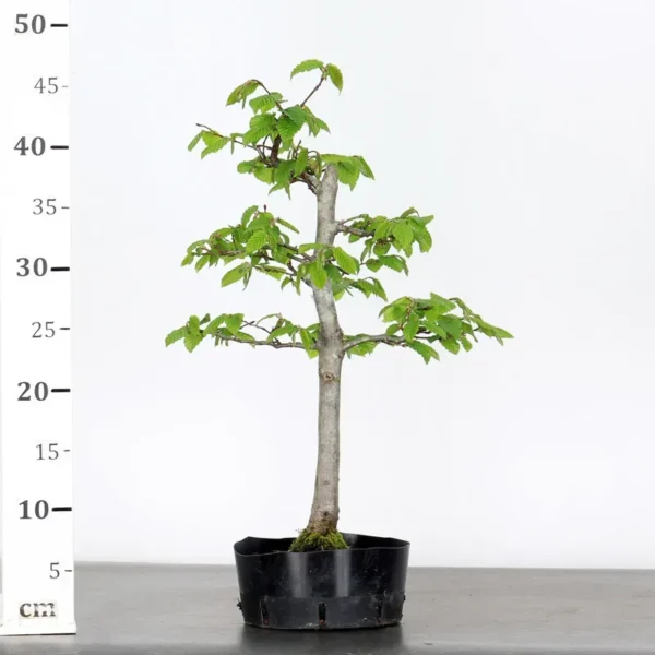 Hornbeam Bonsai – Carpinus | 15 Years Old | Outdoor Deciduous Bonsai - Image 2