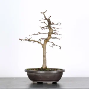 Hornbeam Bonsai – Carpinus | 15 Years Old | Outdoor Deciduous Bonsai