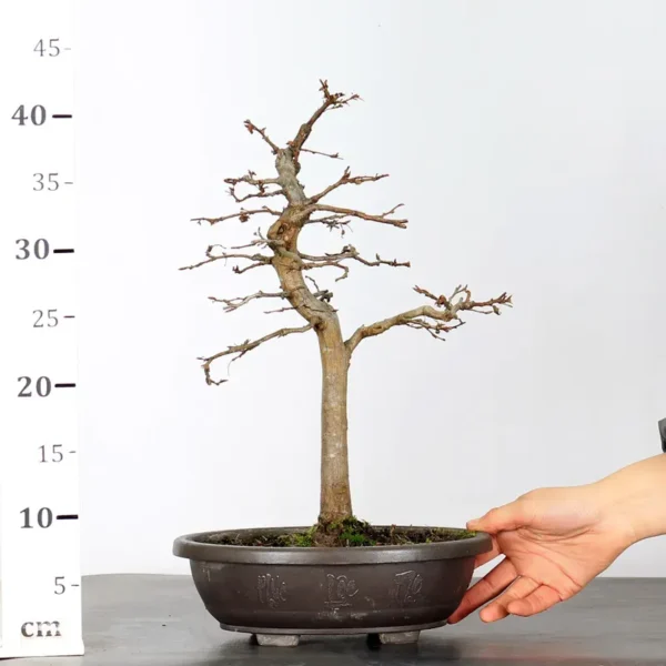 Hornbeam Bonsai – Carpinus | 15 Years Old | Outdoor Deciduous Bonsai - Image 2
