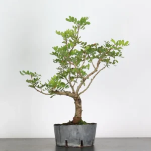 Mastic Tree Bonsai – Pistacia lentiscus | 15 Years Old | Evergreen Outdoor Bonsai