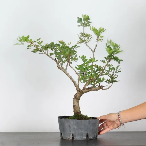 Mastic Tree Bonsai – Pistacia lentiscus | 15 Years Old | Evergreen Outdoor Bonsai - Image 2