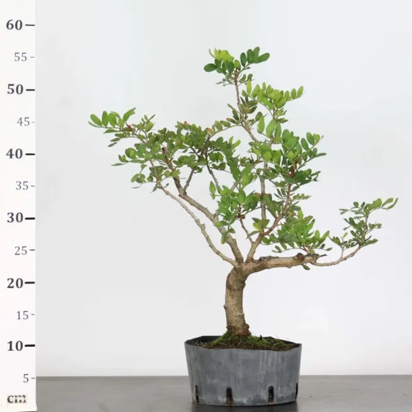 Mastic Tree Bonsai – Pistacia lentiscus | 15 Years Old | Evergreen Outdoor Bonsai - Image 3